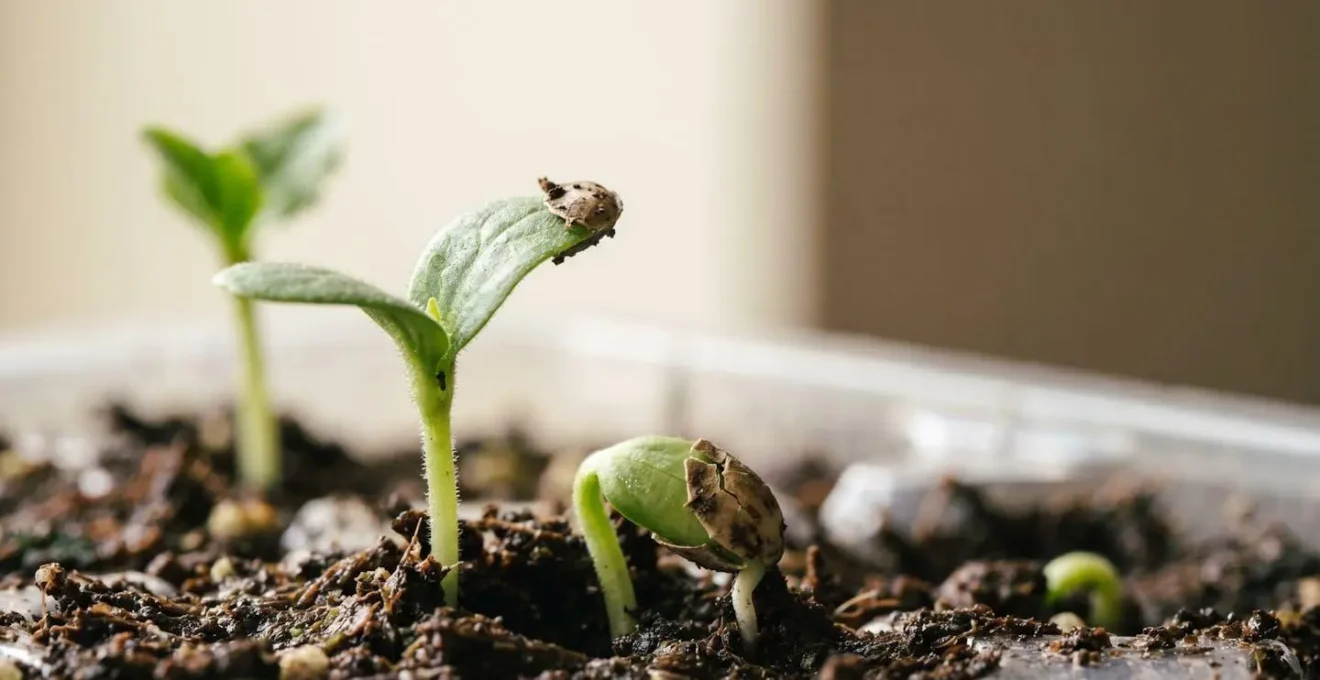 Close-up view of seedling emergence showing healthy germination process in seed starting tray