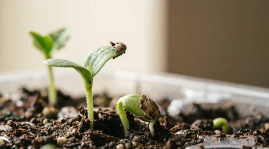 Close-up view of seedling emergence showing healthy germination process in seed starting tray