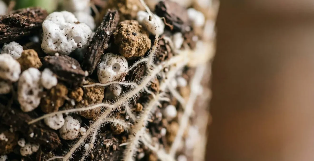 Close-up of healthy plant roots surrounded by porous, airy potting soil with visible air pockets between soil particles