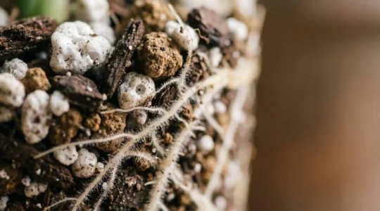 Close-up of healthy plant roots surrounded by porous, airy potting soil with visible air pockets between soil particles
