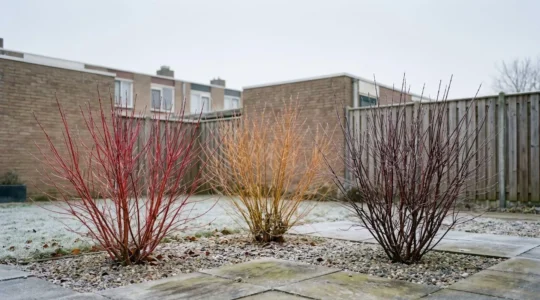 Deciduous shrubs with vibrant red and orange bark standing in an urban garden setting during winter