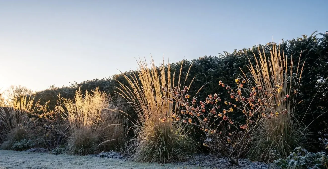 Frosted ornamental grasses glowing in golden winter morning light with dark evergreen yew hedge background creating natural theatrical effect